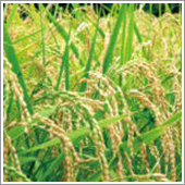 ＨＢ－１０１で根の張りがよく、勢いの良い揃った稲が出来ます。