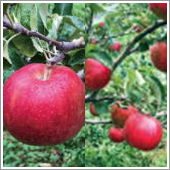 ＨＢ－１０１でリンゴの味が良くなり、葉のつやが良く、病気が減り、害虫が減ります。