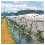 初期には雨除け栽培で、ＨＢ－１０１を使ってグングン生育します。