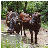 ニオワンダフルで育てる牛は毛艶良く健康で、セリ市でも評価が高く、感謝しております。
