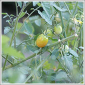  ミニトマトの栽培方法