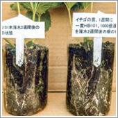 イチゴの苗で比較実験し、右がHB-101を灌水し、左が未灌水です。