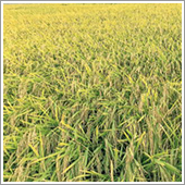 令和１年に栃木県が献上米に使った良食味米の「とちぎの星」がＨＢ－１０１で収穫量が飛躍的に伸びています。