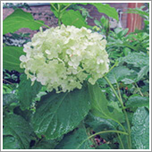 HB-101でアジサイの仲間のアナベルの花の白の色合いが良いです。