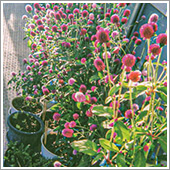 HB-101で千日紅の花が沢山咲きました。